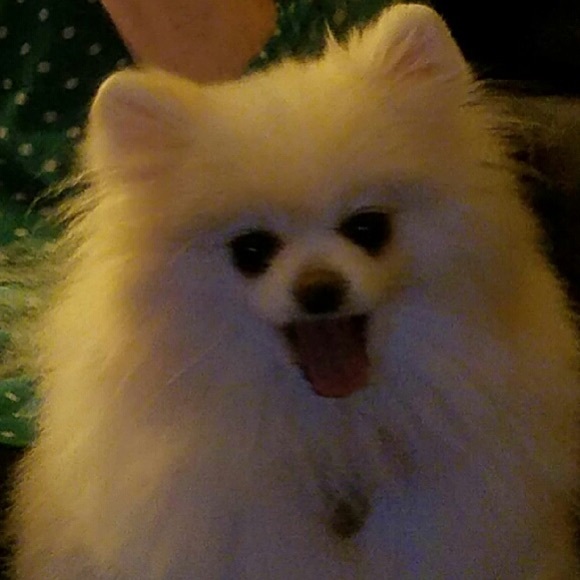 Meet your Posher, Mandi - Picture 5 of 8